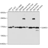 Western Blot - Anti-SUMO1 Antibody (A2130) - Antibodies.com