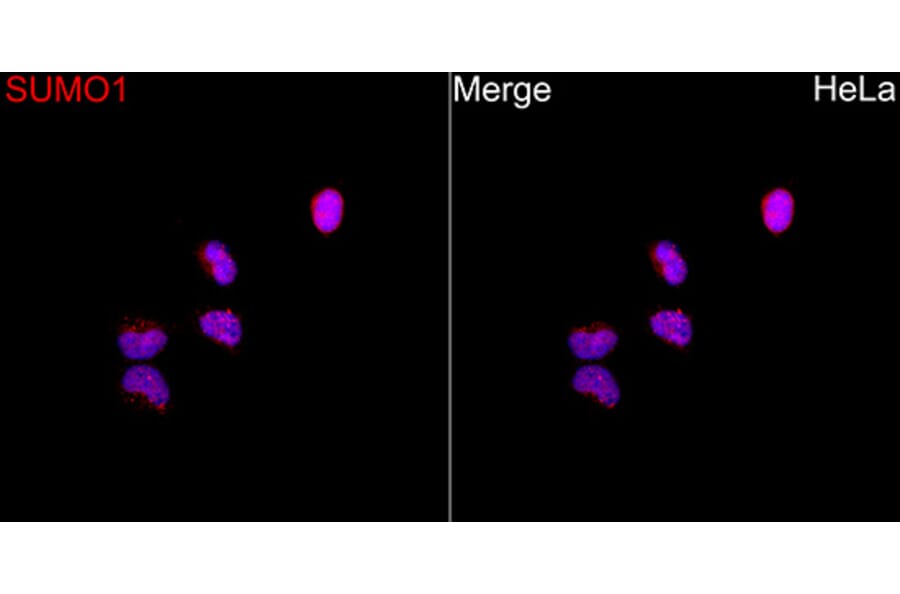 Immunofluorescence - Anti-SUMO 1 Antibody (A13895) - Antibodies.com