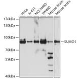 Western Blot - Anti-SUMO1 Antibody (A2130) - Antibodies.com