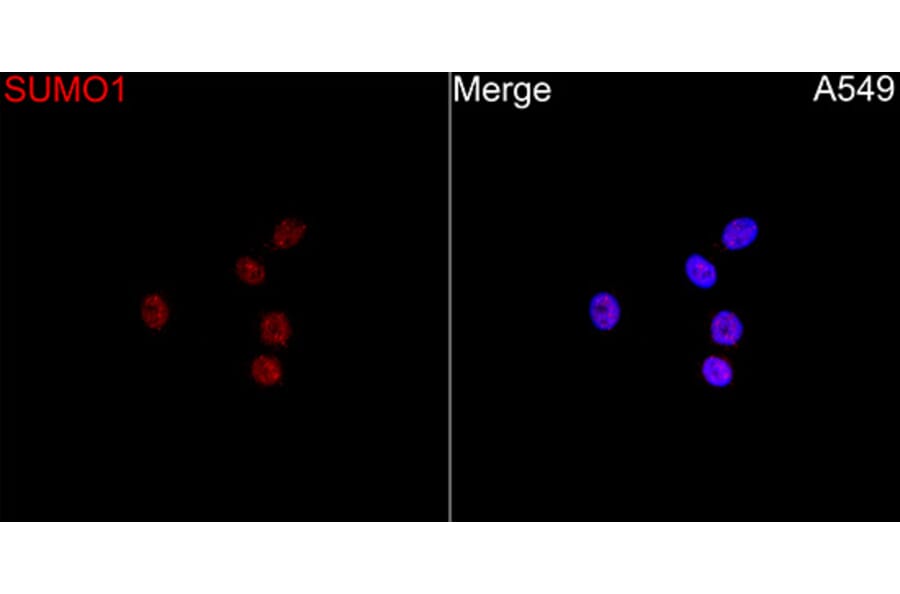 Immunofluorescence - Anti-SUMO 1 Antibody (A13895) - Antibodies.com