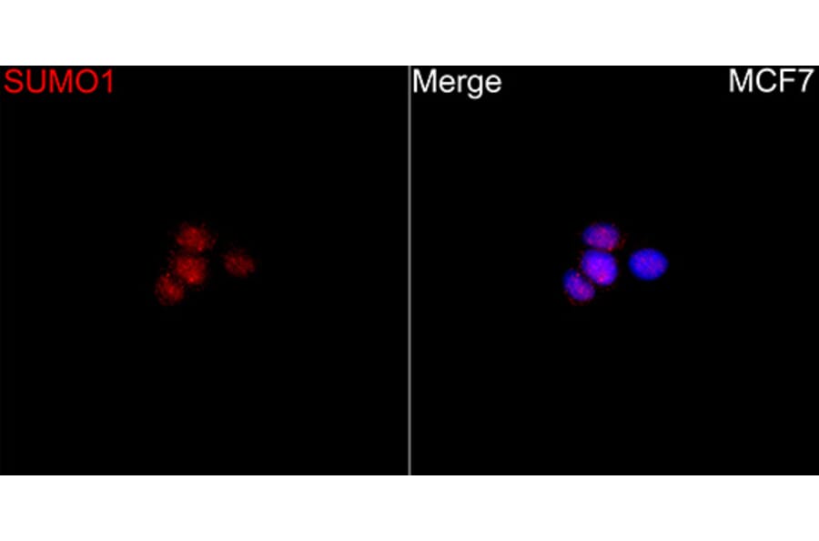 Immunofluorescence - Anti-SUMO 1 Antibody (A13895) - Antibodies.com