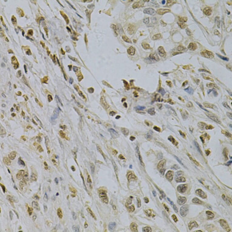 Immunohistochemistry - Anti-SUMO1 Antibody (A2130) - Antibodies.com