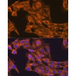 Immunofluorescence - Anti-VEGFB Antibody (A13897) - Antibodies.com