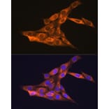 Immunofluorescence - Anti-VEGFB Antibody (A13897) - Antibodies.com