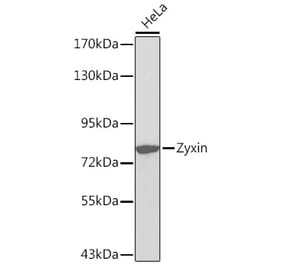 Western Blot - Anti-Zyxin Antibody (A13900) - Antibodies.com