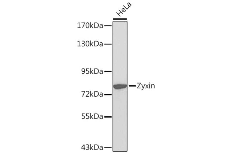 Western Blot - Anti-Zyxin Antibody (A13900) - Antibodies.com