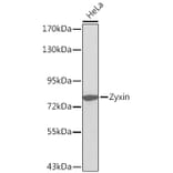 Western Blot - Anti-Zyxin Antibody (A13900) - Antibodies.com