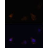 Immunofluorescence - Anti-Zyxin Antibody (A13900) - Antibodies.com