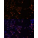 Immunofluorescence - Anti-Zyxin Antibody (A13900) - Antibodies.com