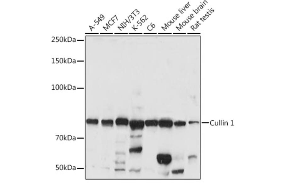 Western Blot - Anti-Cullin 1/CUL-1 Antibody (A13901) - Antibodies.com