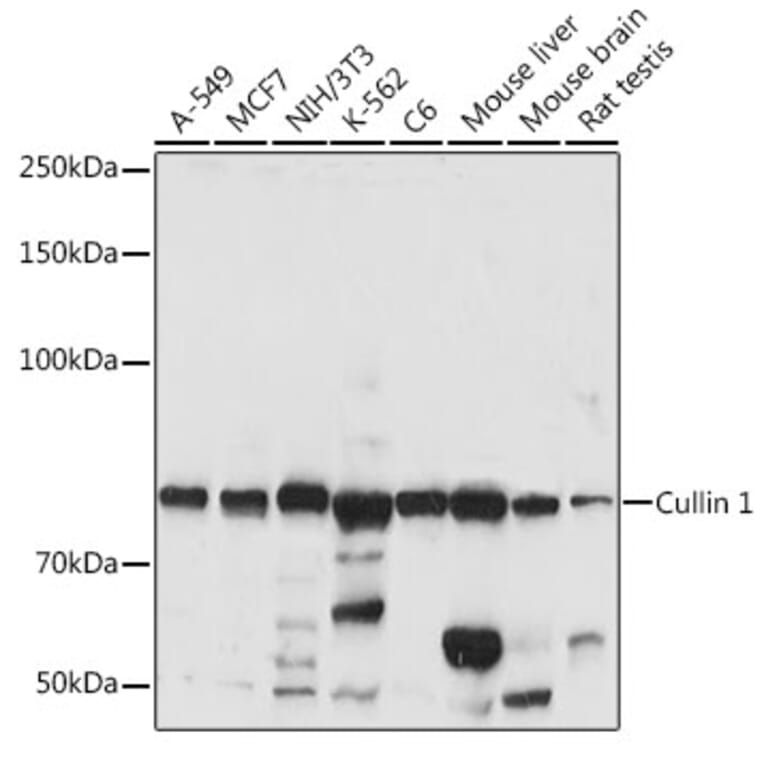 Western Blot - Anti-Cullin 1/CUL-1 Antibody (A13901) - Antibodies.com