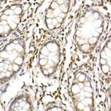 Immunohistochemistry - Anti-Cullin 1/CUL-1 Antibody (A13901) - Antibodies.com