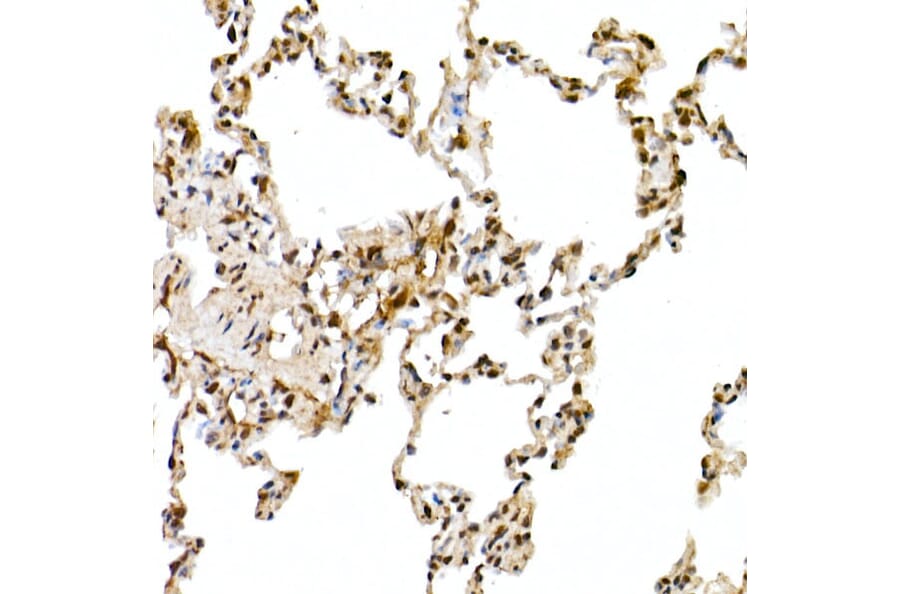 Immunohistochemistry - Anti-Cullin 1/CUL-1 Antibody (A13901) - Antibodies.com