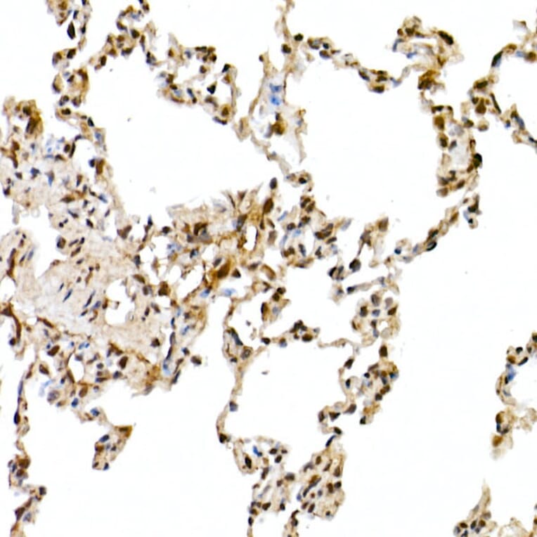 Immunohistochemistry - Anti-Cullin 1/CUL-1 Antibody (A13901) - Antibodies.com