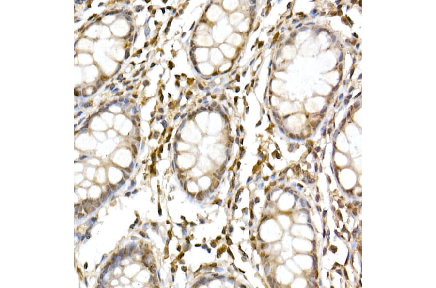 Immunohistochemistry - Anti-Cullin 1/CUL-1 Antibody (A13901) - Antibodies.com