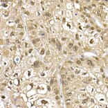 Immunohistochemistry - Anti-Cullin 1/CUL-1 Antibody (A13901) - Antibodies.com