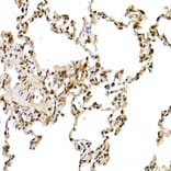 Immunohistochemistry - Anti-Cullin 1/CUL-1 Antibody (A13901) - Antibodies.com