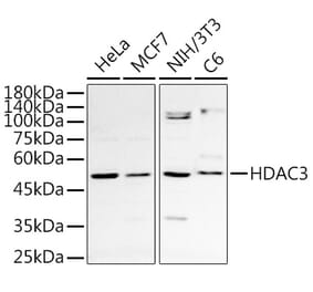 Western Blot - Anti-HDAC3 Antibody (A13903) - Antibodies.com