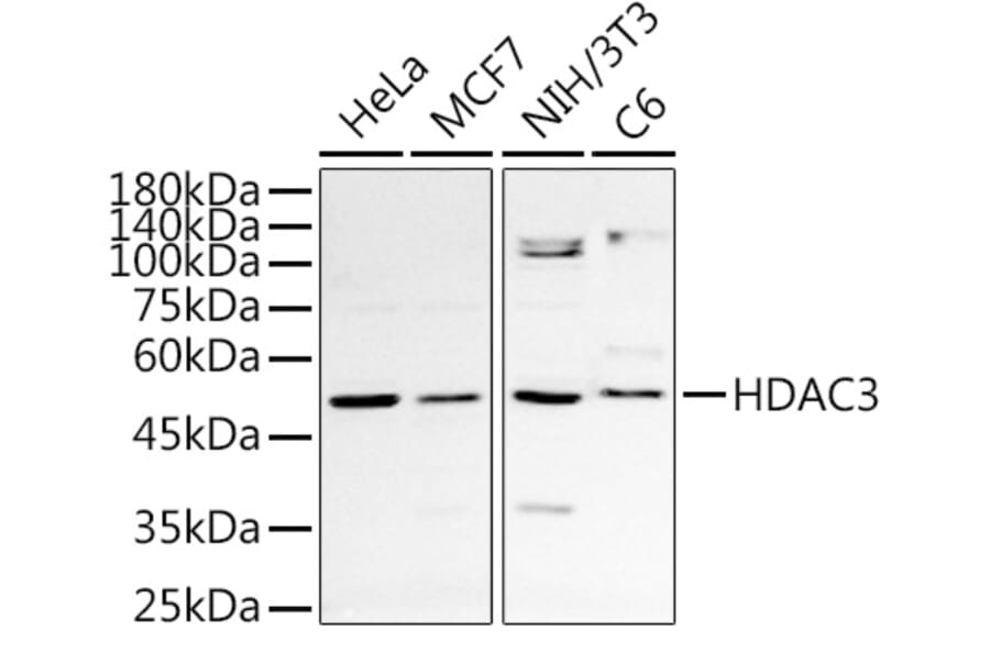 Western Blot - Anti-HDAC3 Antibody (A13903) - Antibodies.com