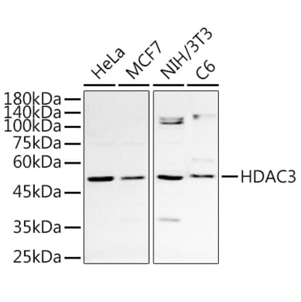 Western Blot - Anti-HDAC3 Antibody (A13903) - Antibodies.com
