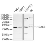 Western Blot - Anti-HDAC3 Antibody (A13903) - Antibodies.com