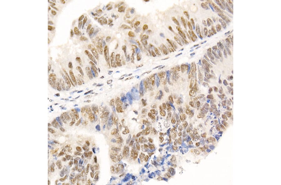 Immunohistochemistry - Anti-HDAC3 Antibody (A13903) - Antibodies.com