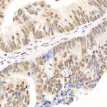 Immunohistochemistry - Anti-HDAC3 Antibody (A13903) - Antibodies.com