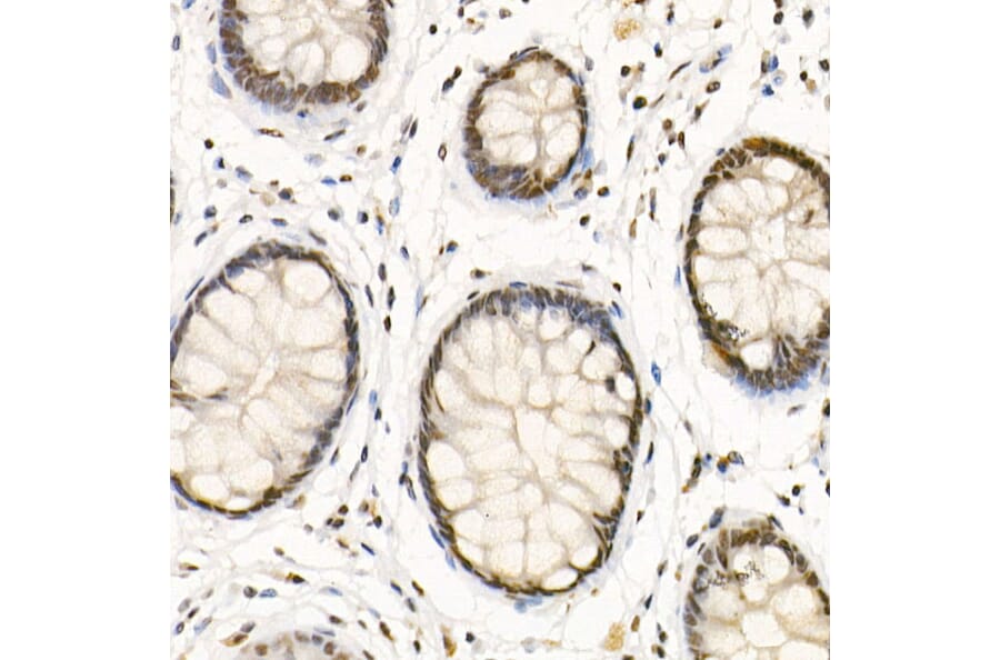 Immunohistochemistry - Anti-HDAC3 Antibody (A13903) - Antibodies.com