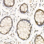 Immunohistochemistry - Anti-HDAC3 Antibody (A13903) - Antibodies.com