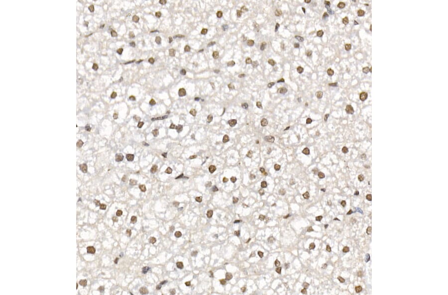 Immunohistochemistry - Anti-HDAC3 Antibody (A13903) - Antibodies.com