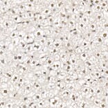 Immunohistochemistry - Anti-HDAC3 Antibody (A13903) - Antibodies.com