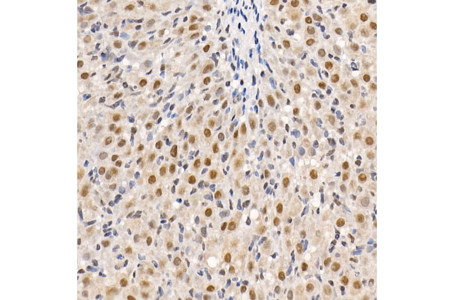 Immunohistochemistry - Anti-HDAC3 Antibody (A13903) - Antibodies.com