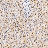 Immunohistochemistry - Anti-HDAC3 Antibody (A13903) - Antibodies.com
