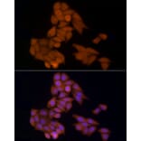 Immunofluorescence - Anti-HDAC3 Antibody (A13903) - Antibodies.com