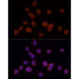 Immunofluorescence - Anti-HDAC3 Antibody (A13903) - Antibodies.com