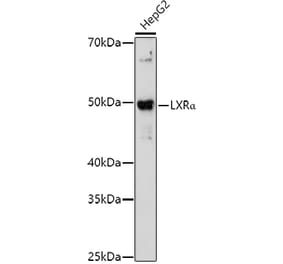 Western Blot - Anti-LXR alpha Antibody (A13904) - Antibodies.com