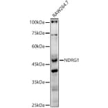 Western Blot - Anti-NDRG1 Antibody (A13905) - Antibodies.com