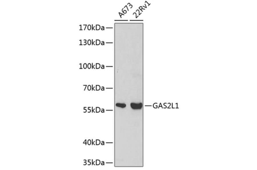 Western Blot - Anti-GAS2L1 Antibody (A2143) - Antibodies.com
