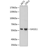 Western Blot - Anti-GAS2L1 Antibody (A2143) - Antibodies.com