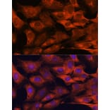 Immunofluorescence - Anti-MALT1/MLT Antibody (A13907) - Antibodies.com