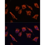 Immunofluorescence - Anti-MALT1/MLT Antibody (A13907) - Antibodies.com