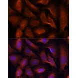 Immunofluorescence - Anti-MALT1/MLT Antibody (A13907) - Antibodies.com