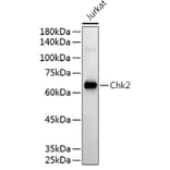 Western Blot - Anti-Chk2 Antibody (A13908) - Antibodies.com