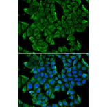 Immunofluorescence - Anti-REG3G Antibody (A13909) - Antibodies.com