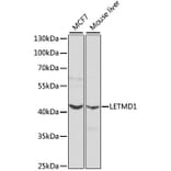 Western Blot - Anti-LETMD1/HCCR-1 Antibody (A13910) - Antibodies.com