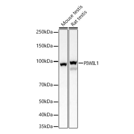 Western Blot - Anti-PIWIL1 Antibody (A13912) - Antibodies.com
