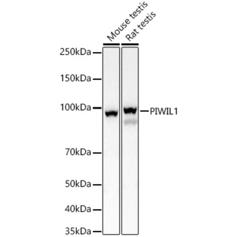 Western Blot - Anti-PIWIL1 Antibody (A13912) - Antibodies.com