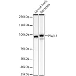 Western Blot - Anti-PIWIL1 Antibody (A13912) - Antibodies.com