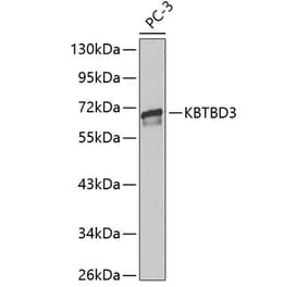 Western Blot - Anti-KBTBD3 Antibody (A13913) - Antibodies.com