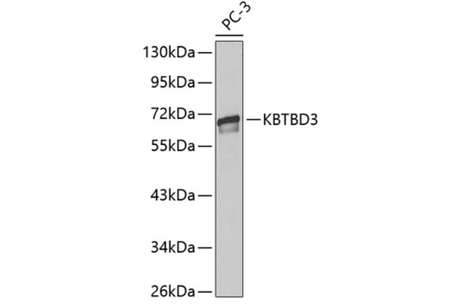 Western Blot - Anti-KBTBD3 Antibody (A13913) - Antibodies.com